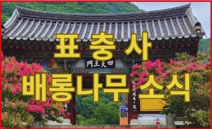 배롱나무1.jpg